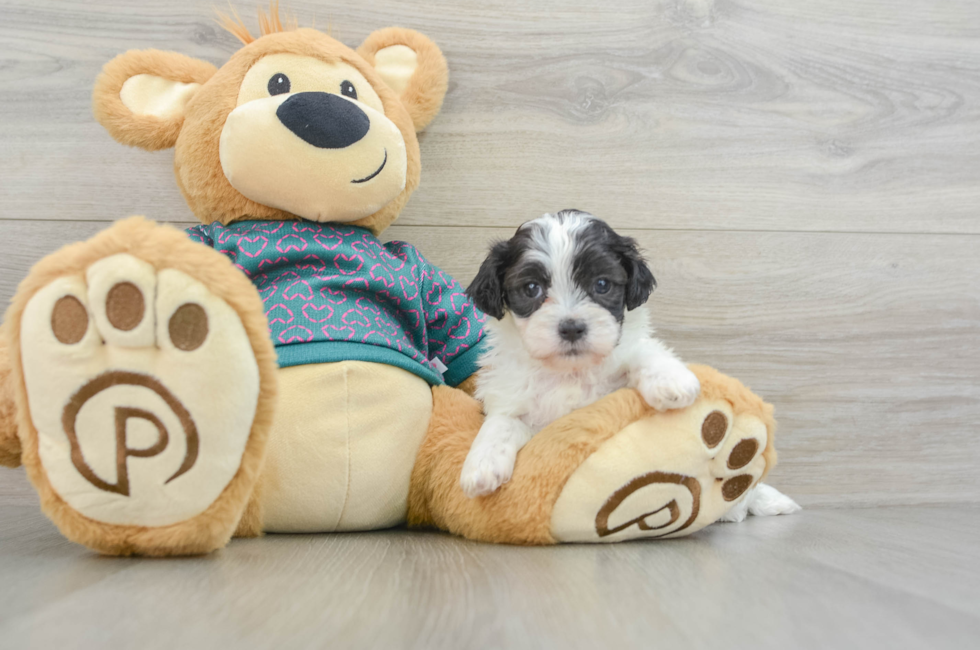 6 week old Shih Poo Puppy For Sale - Premier Pups