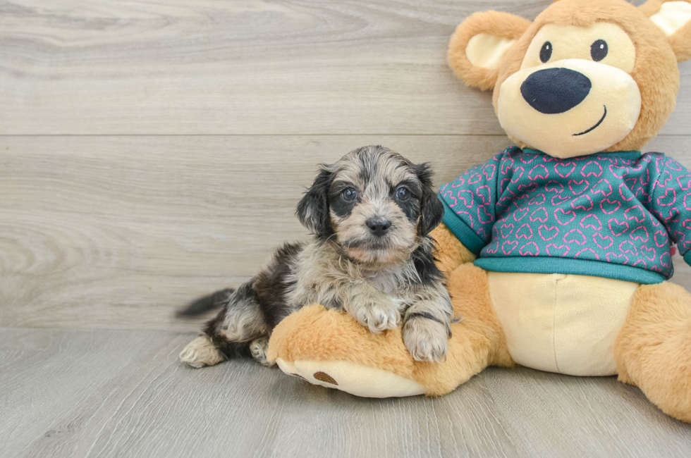 6 week old Shih Poo Puppy For Sale - Premier Pups