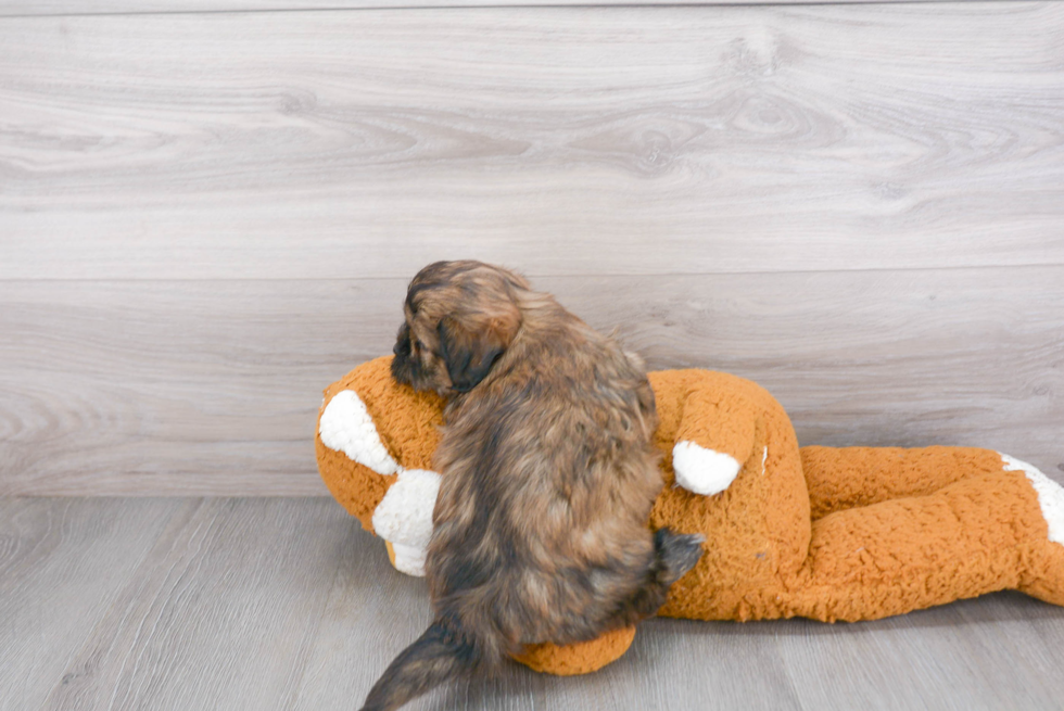 Happy Shih Poo Baby