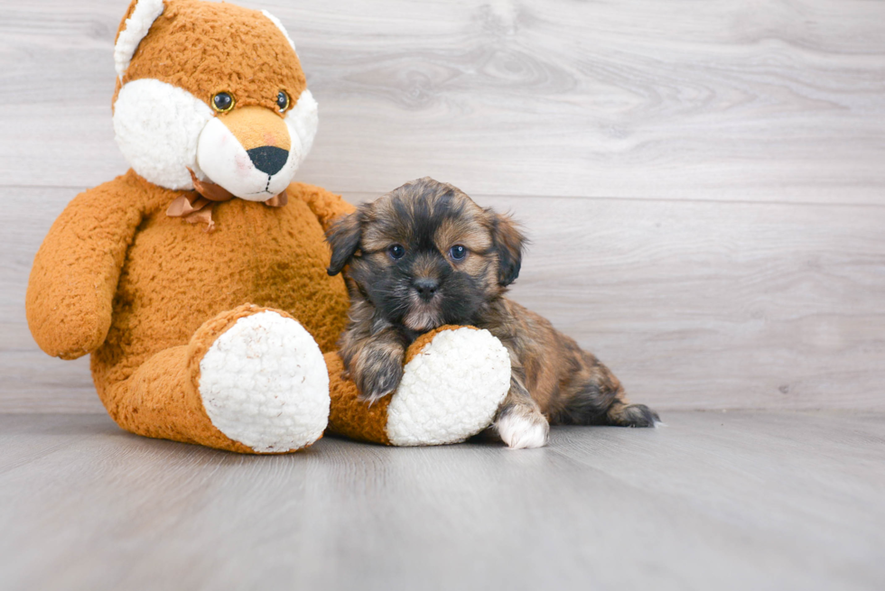 Hypoallergenic Shihpoo Poodle Mix Puppy