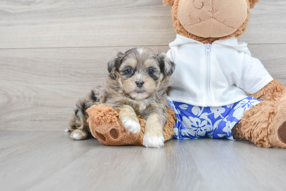 Playful Shihpoo Poodle Mix Puppy