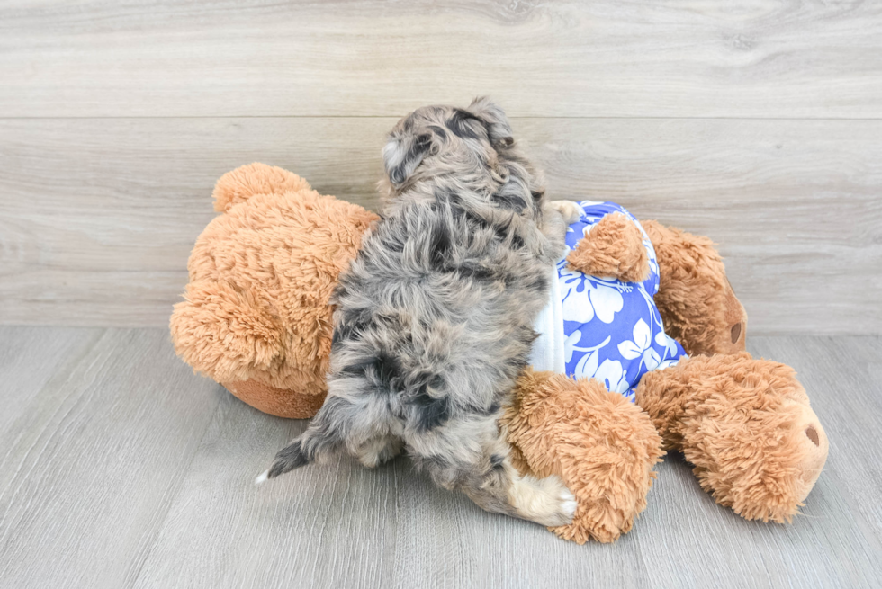 Friendly Shih Poo Baby