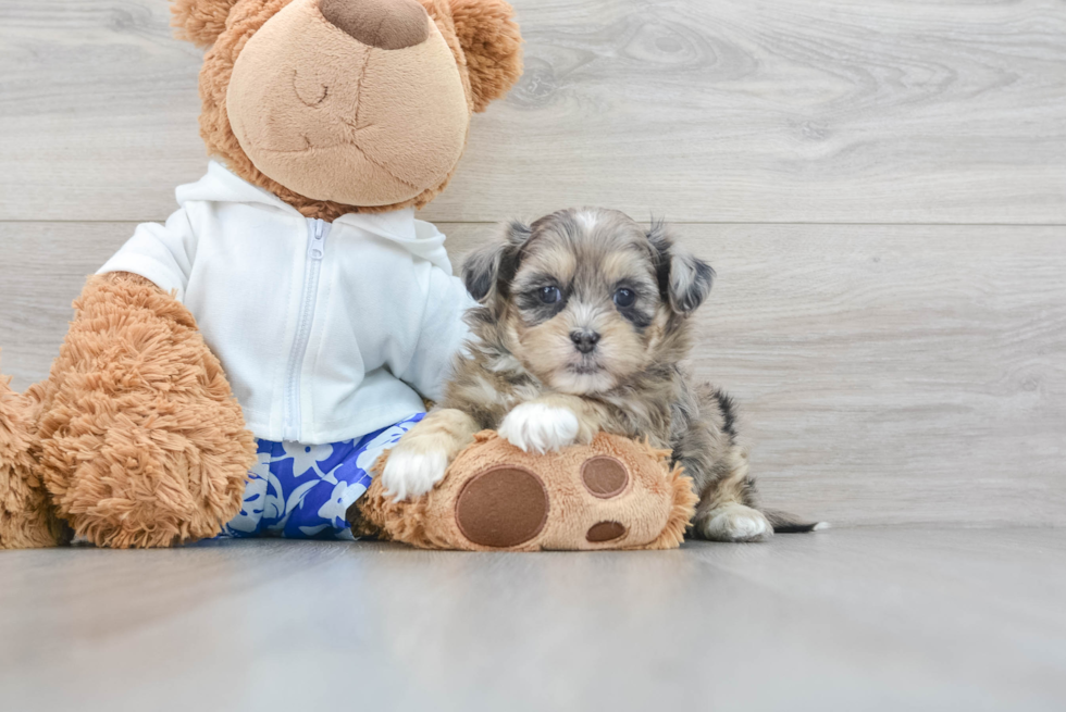 Shih Poo Pup Being Cute