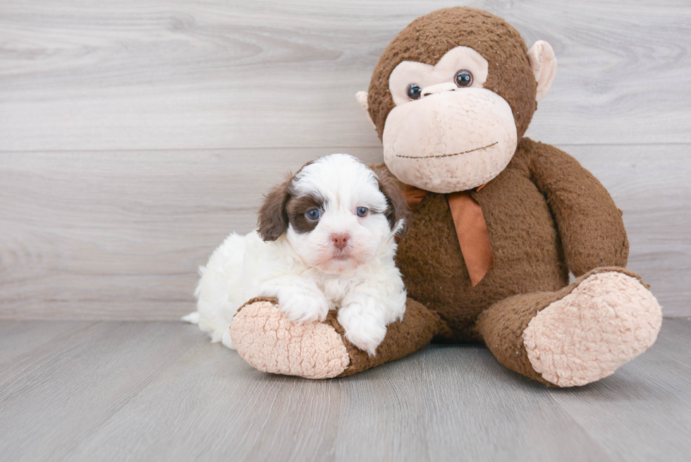 Shih Poo Puppy for Adoption