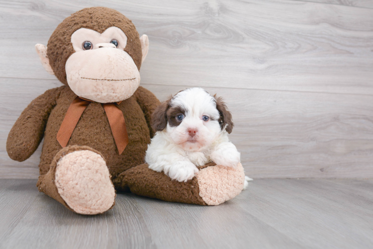 Best Shih Poo Baby