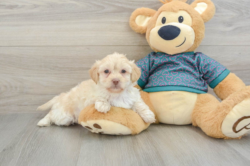 6 week old Shih Poo Puppy For Sale - Premier Pups