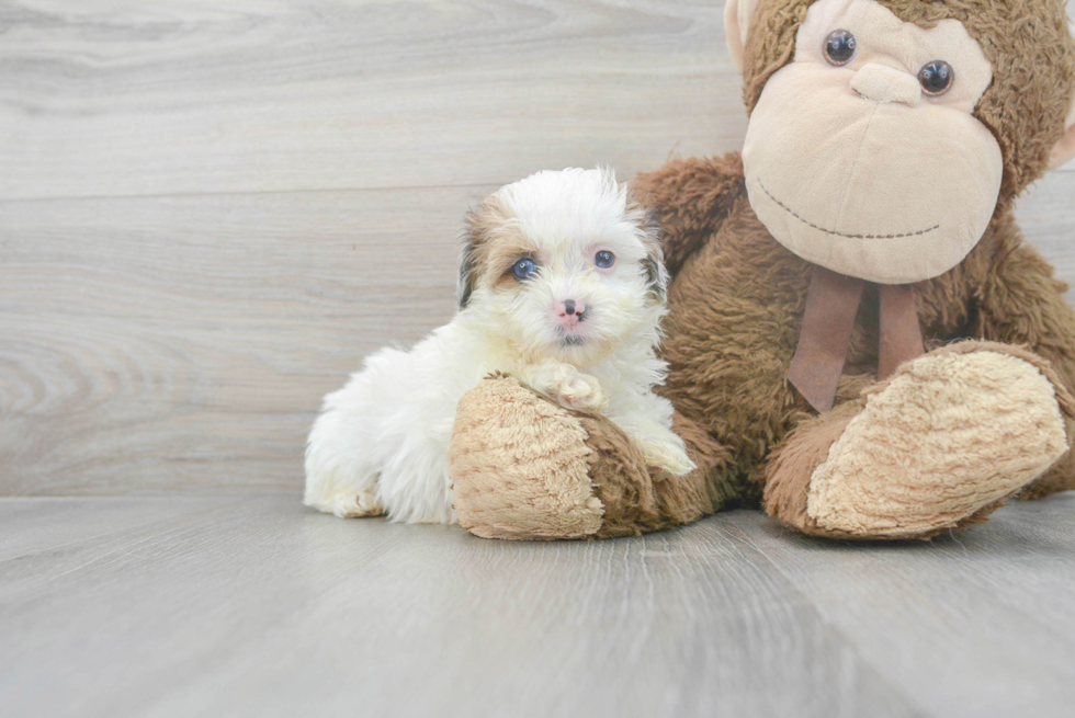 Happy Shih Poo Baby