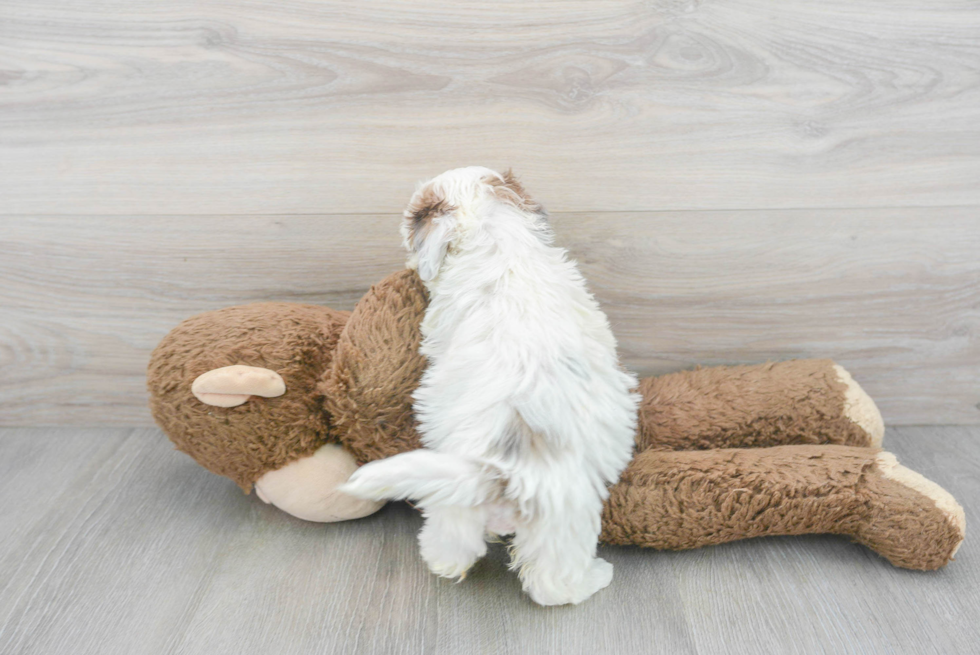 Little Shihpoo Poodle Mix Puppy