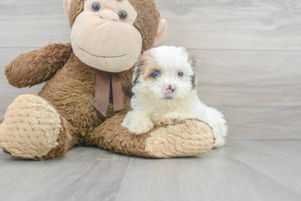 Happy Shih Poo Baby