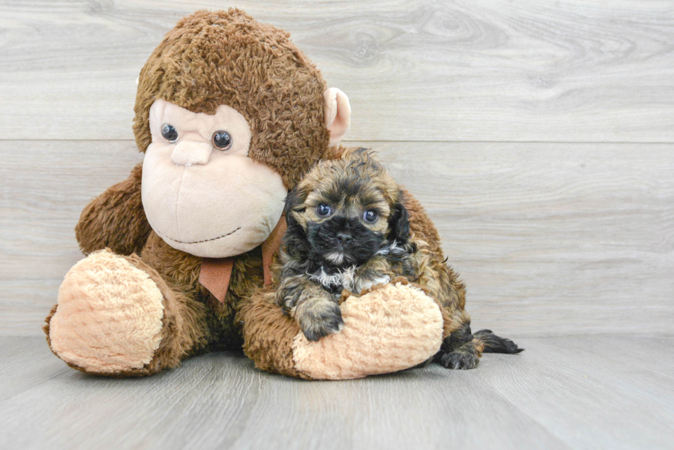 Energetic Shih Poo Poodle Mix Puppy