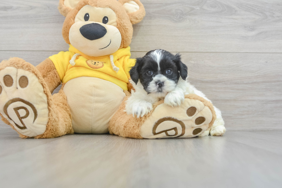 Shih Poo Puppy for Adoption