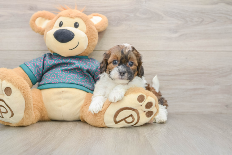 Best Shih Poo Baby