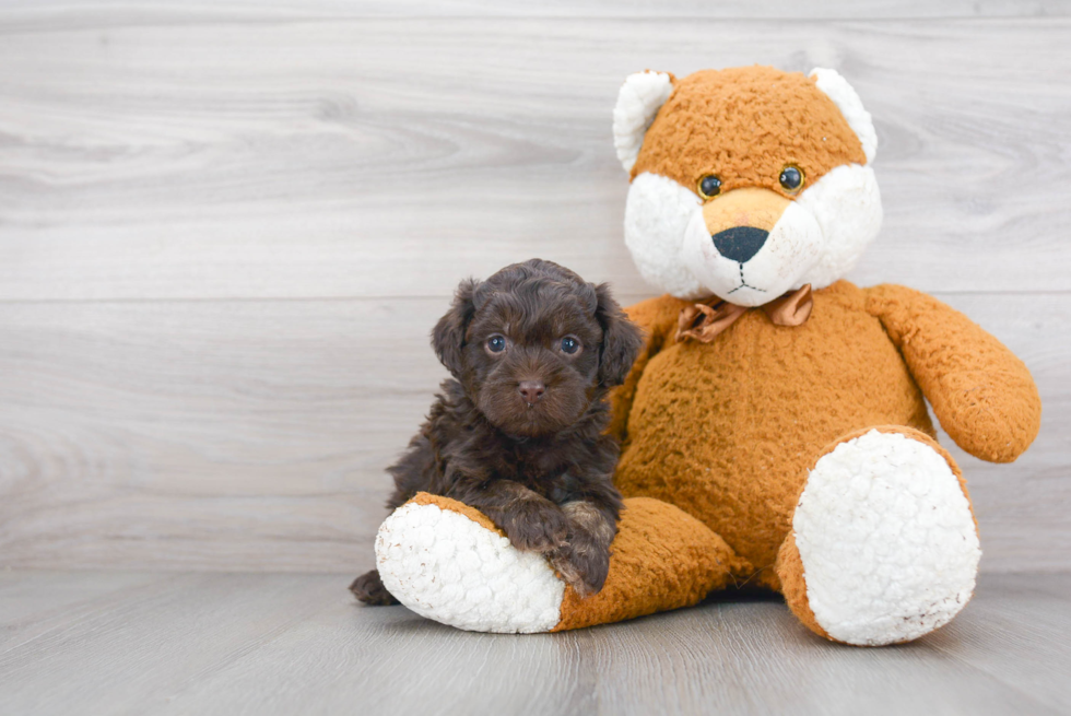 Shih Poo Puppy for Adoption