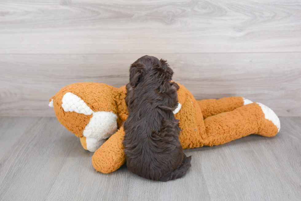 Fluffy Shih Poo Poodle Mix Pup