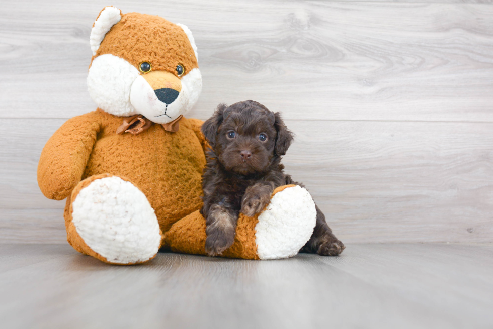 Shih Poo Pup Being Cute