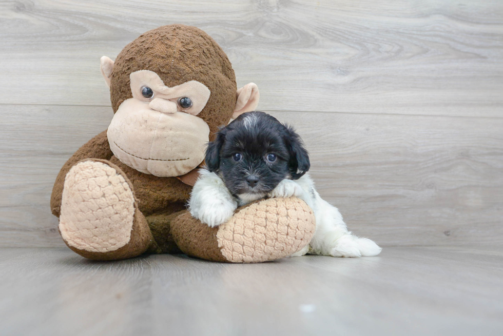Small Shih Poo Baby