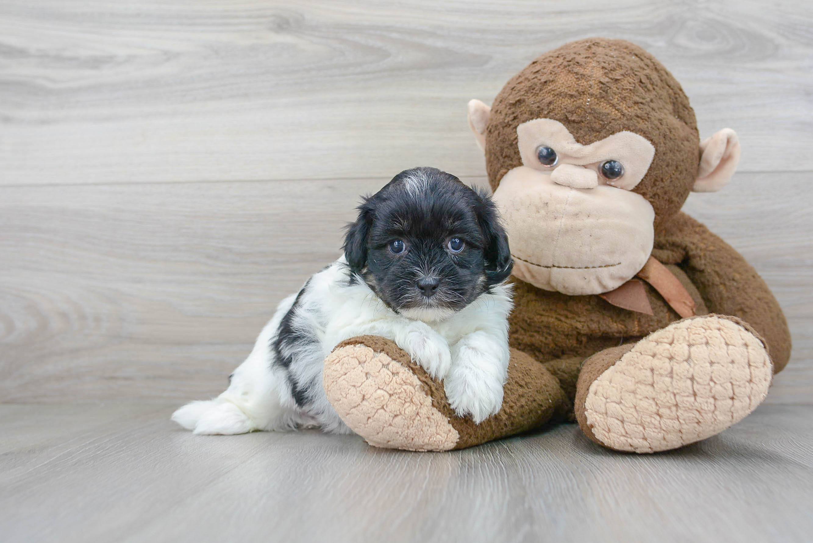 Popular Shih Poo Poodle Mix Pup