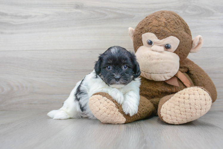 Popular Shih Poo Poodle Mix Pup