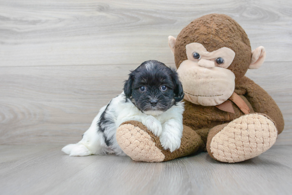 Popular Shih Poo Poodle Mix Pup