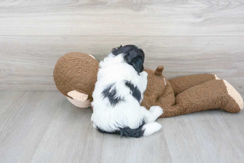 Petite Shih Poo Poodle Mix Pup
