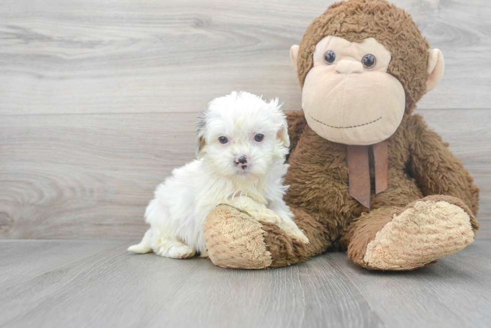 Shih Poo Pup Being Cute