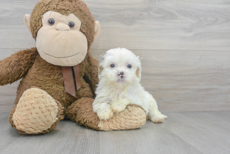 Small Shih Poo Baby