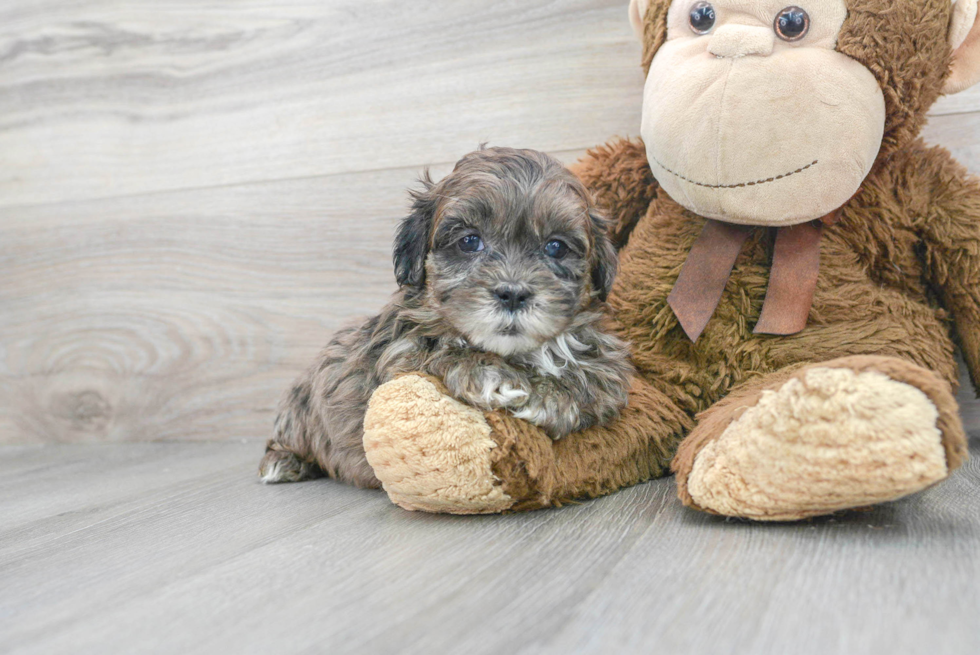 Playful Shih Poo Poodle Mix Puppy