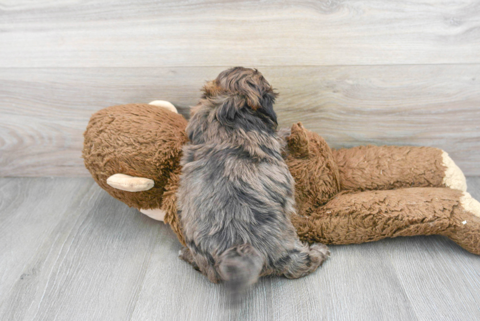 Shih Poo Puppy for Adoption