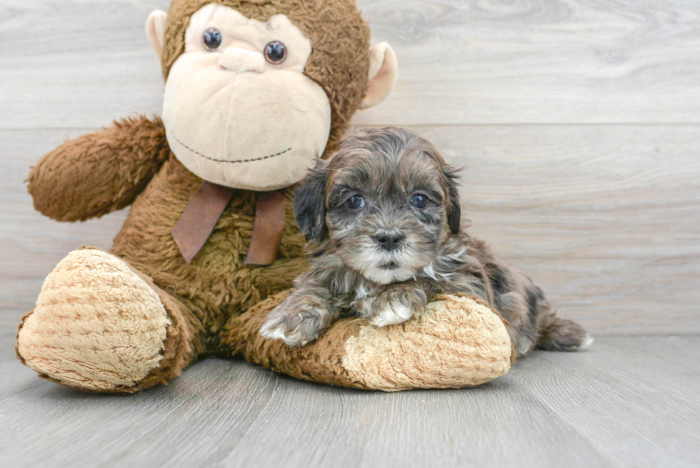 Shih Poo Pup Being Cute