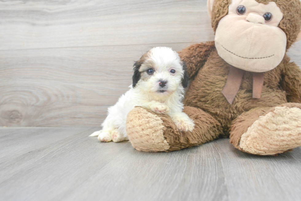 Smart Shih Poo Poodle Mix Pup