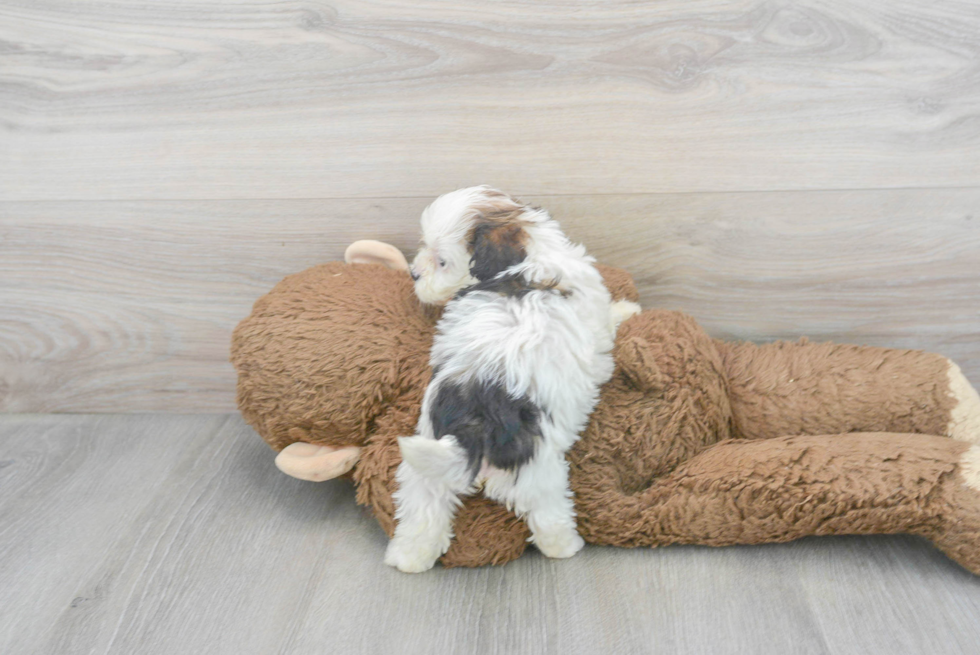 Funny Shih Poo Poodle Mix Pup