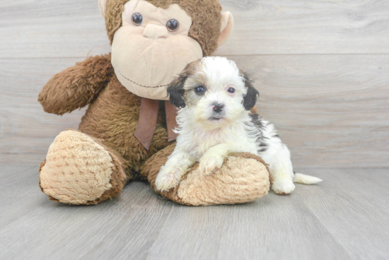 Shih Poo Puppy for Adoption