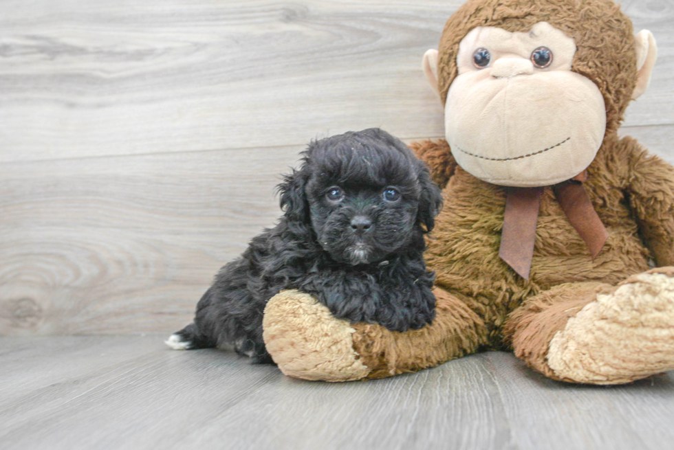 Shih Poo Pup Being Cute