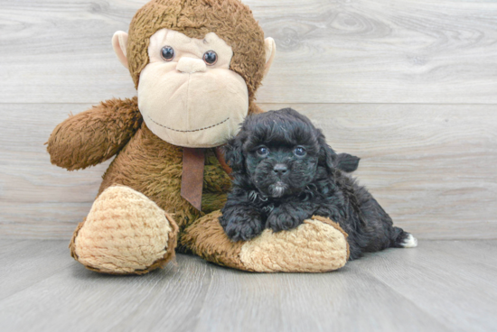 Shih Poo Puppy for Adoption