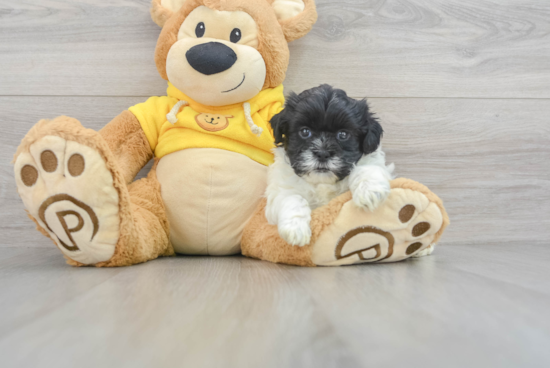 Adorable Shih Poo Poodle Mix Puppy