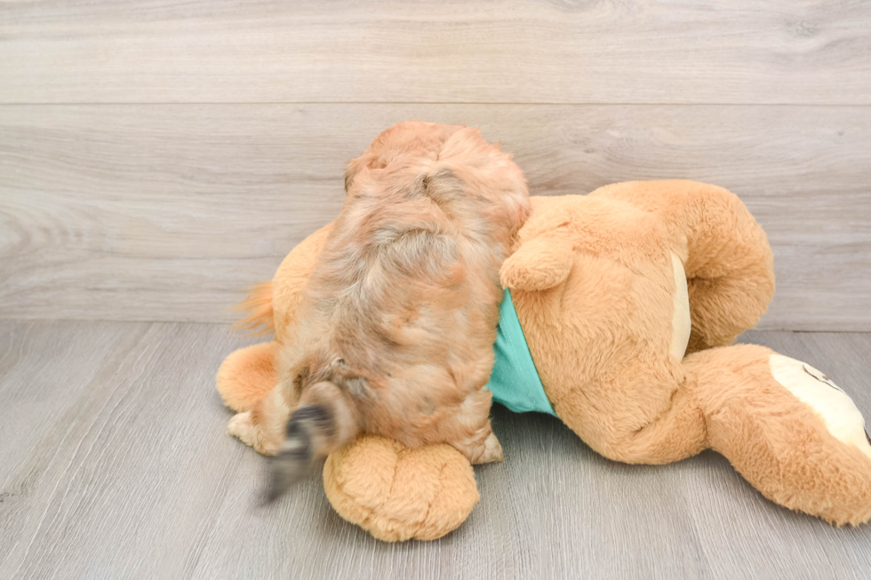 Shih Poo Puppy for Adoption
