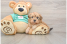 Shih Poo Puppy for Adoption