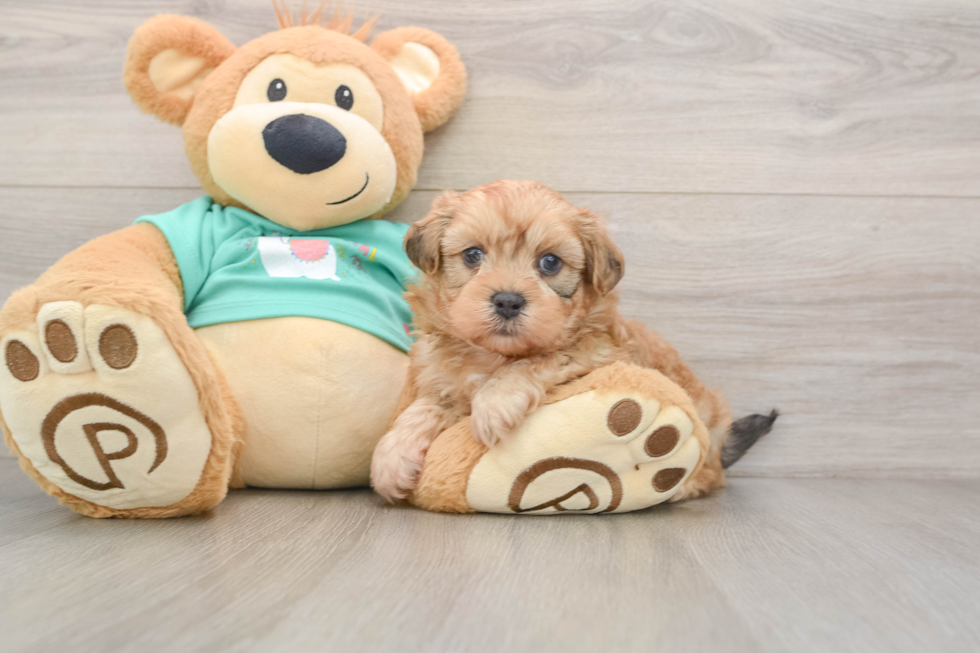 Shih Poo Puppy for Adoption