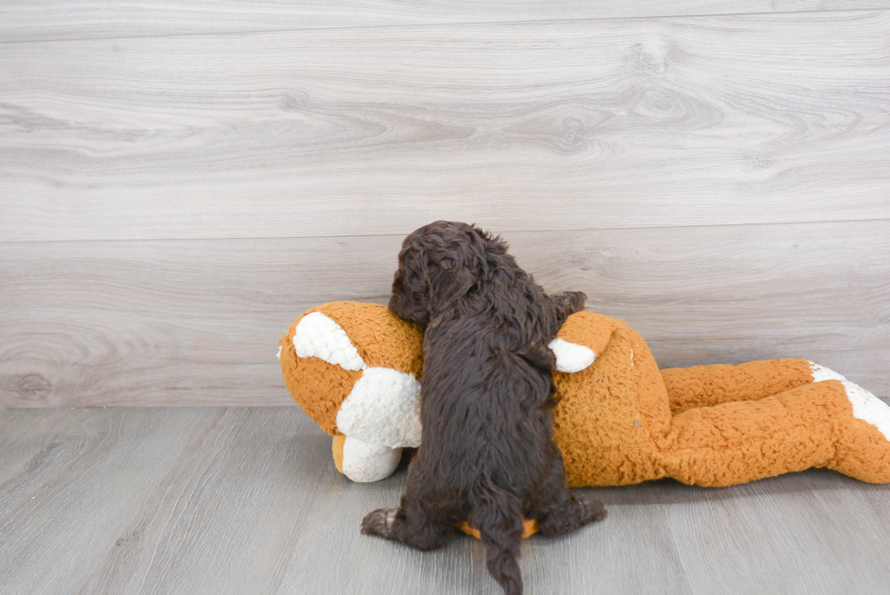 Funny Shih Poo Poodle Mix Pup