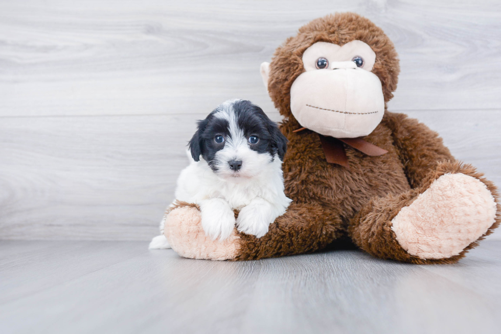 Teddy Bear Pup Being Cute