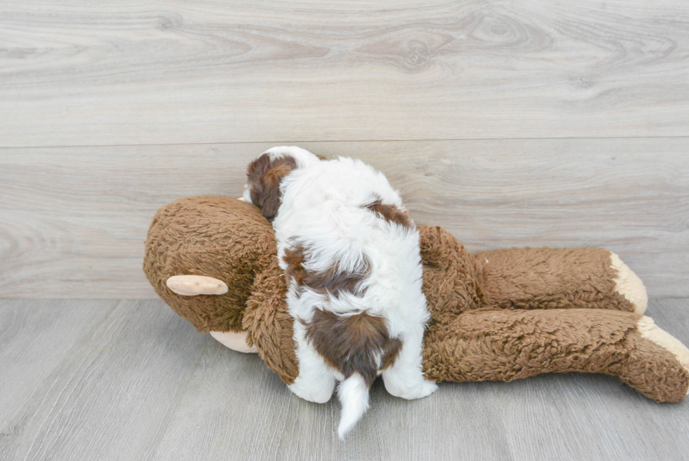 Funny Shih Poo Poodle Mix Pup