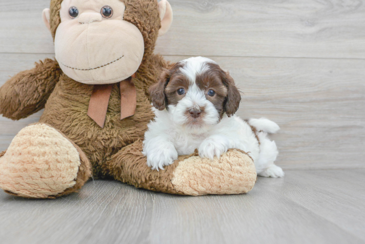 Shih Poo Pup Being Cute