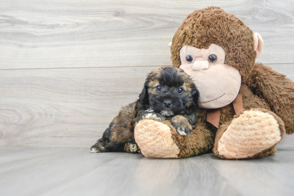 Hypoallergenic Shihpoo Poodle Mix Puppy