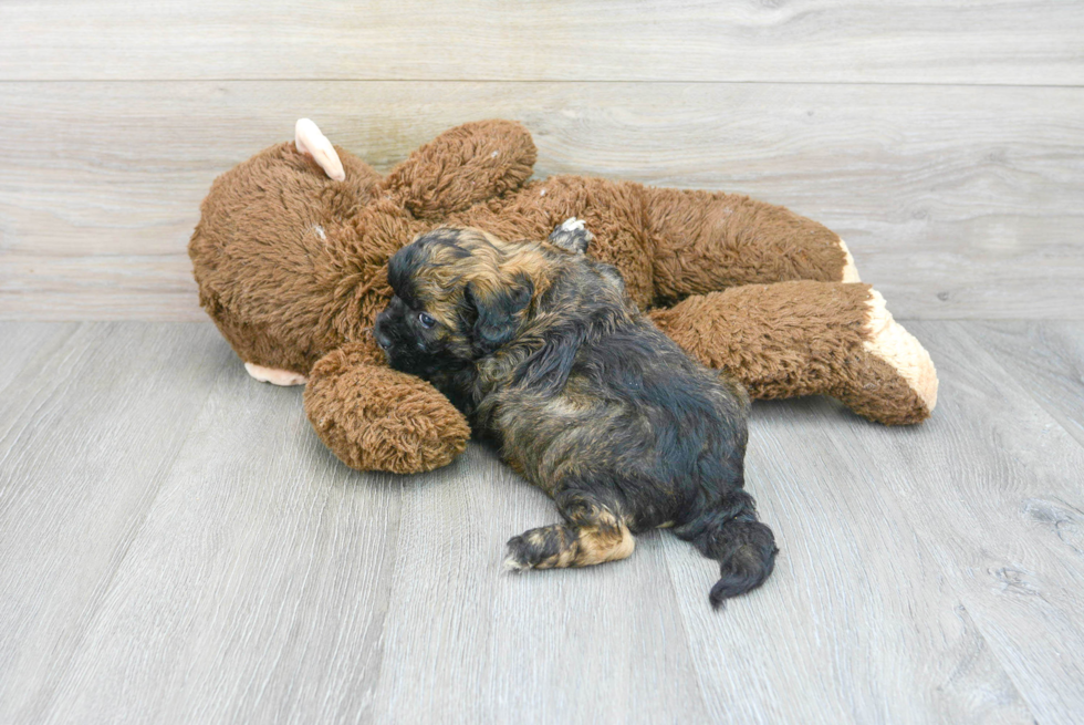 Best Shih Poo Baby