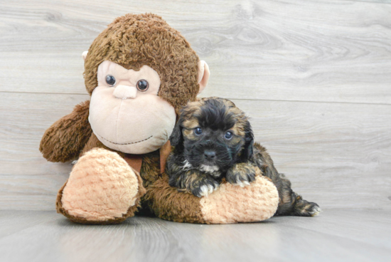 Shih Poo Puppy for Adoption