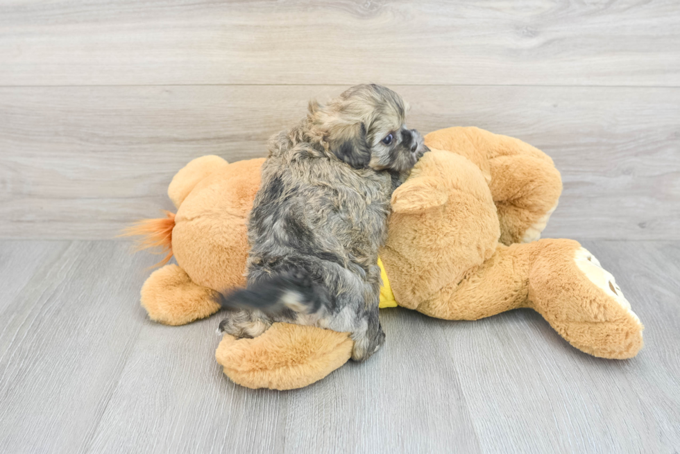 Shih Poo Puppy for Adoption