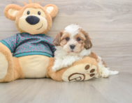 7 week old Shih Poo Puppy For Sale - Premier Pups