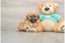 Shih Poo Puppy for Adoption
