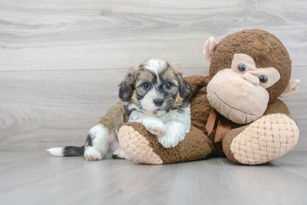 Popular Shih Poo Poodle Mix Pup