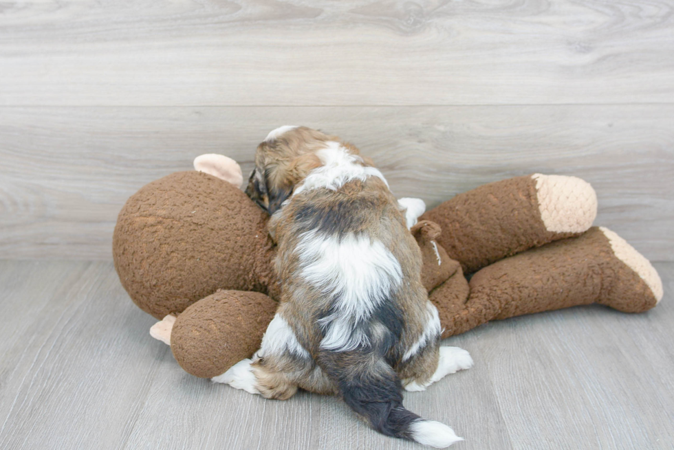 Adorable Shih Poo Poodle Mix Puppy